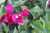 Bougainvillea 'San Diego Red'