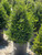 Buxus 'Winter Gem'