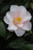 Camellia japonica 'Magnoliaeflora' (Light Pink/White)