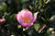 Camellia sasanqua 'Pink-a-Boo'
