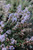 Ceanothus maritimus 'Point Sierra' (Lavender)