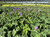 Geranium 'Rozanne' 1 gal