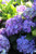 Hydrangea macrophylla 'Royal Purple'