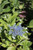 Hydrangea macrophylla 'Mariesii Variegata'