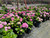 Hydrangea macrophylla 'Pink' 5 gal