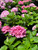 Hydrangea macrophylla 'Pink' flower