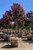 Lagerstroemia 'Tuscarora' Standard 36" Box