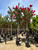 Lagerstroemia 'Tuscarora' Standard 15 gal