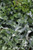 Lessingia filaginifolia 'Silver Carpet'