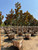 Magnolia grandiflora 'D.D. Blanchard' 24" box