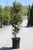 Magnolia grandiflora 'Little Gem' Low Branch 15 gal