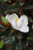 Magnolia grandiflora 'Little Gem' flower