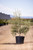Olea europaea Swan Hill Olives®