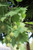 Platanus acerifolia 'Columbia' foliage