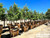 Podocarpus gracilior Standard 36" box