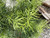 Podocarpus gracilior foliage