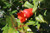 Pomegranate 'Ambrosia'