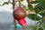 Pomegranate 'Parfianka'