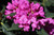 Rhododendron 'Roseum Elegans' (Lilac)