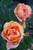 Rosa Bronze Star™ (Hybrid Tea)