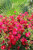 Rosa Flower Carpet®