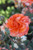 Rosa 'Gingersnap' (Floribunda)