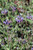Salvia clevelandii 'Winnifred Gilman'