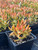 Sedum nussbaumerianum (Coppertone) 4"