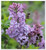 Syringa vulgaris 'Lavender Lady'