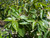 Tristania / Lophostemon conferta leaf