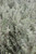 Westringia fruticosa 'Smokey'