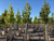 Acer buergerianum 24" box