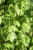 Acer buergerianum foliage