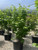 Acer circinatum