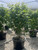 Acer circinatum