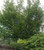Acer circinatum