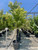 Acer palmatum Standard 15 gal