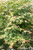 Acer palmatum foliage