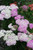 Achillea millefolium 'Appleblossom' (Light Pink)