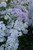 Achillea millefolium 'Lavender Beauty'