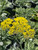 Achillea 'Moonshine' (Yellow)