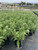 Achillea millefolium 'Paprika' 1 gal