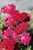 Achillea millefolium 'Pomegranate' (Dark Pink)