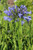 Agapanthus africanus (Blue)