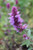 Agastache Kudos