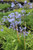 Agapanthus 'Queen Anne' (Blue)