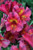 Alstroemeria Colorita Princess Oxana' (Dark Pink)