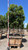 Arbutus 'Marina' Standard 48" box