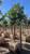 Arbutus 'Marina' Standard 24" box