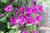 Bougainvillea brasiliensis (Purple)